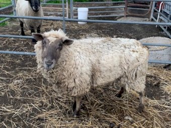 Older ewe for sale 