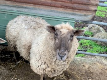 Older ewe for sale 