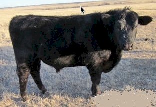 WANTED Lease Angus Lowline Bull to Service 5 x Lowline Cows