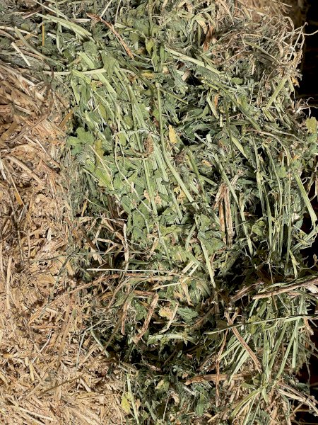 15-20mt Lucerne Hay 720kg 8x4x3 Bales