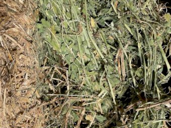 15-20mt Lucerne Hay 720kg 8x4x3 Bales