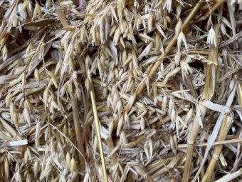 12mt Oaten Hay 650kg 8x4x3 Bales