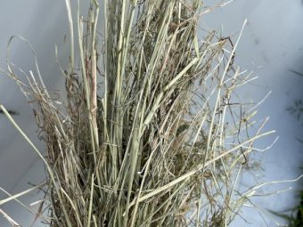 175mt Pasture Hay 680kg 8x4x3 Bales