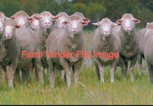 WANTED Merino Ewes & Ram (Starter Flock)