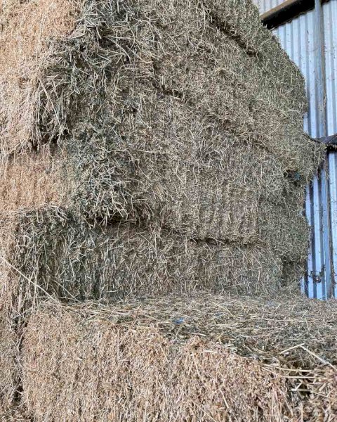 1000 Small Square Lucerne Bales