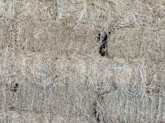 1000 Small Square Lucerne Bales