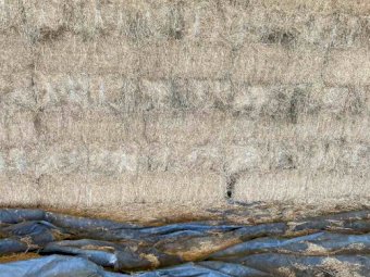 1000 Small Square Lucerne Bales