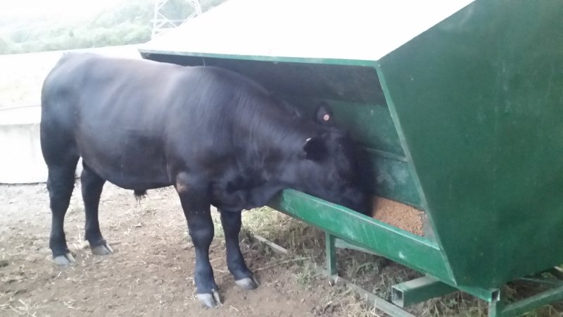 Arrow Farm Self Feeders 2.5 tonne x 2
