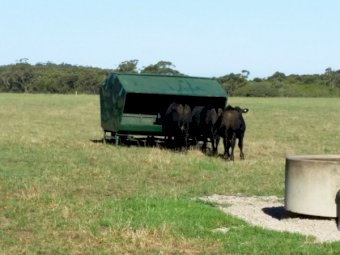 Arrow Farm Self Feeders 2.5 tonne x 2