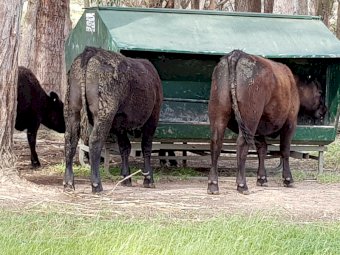 Arrow Farm Self Feeders 2.5 tonne x 2