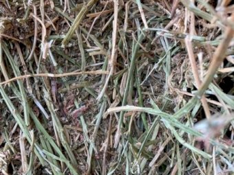 105mt Lucerne Hay 565kg 8x4x3 Bales