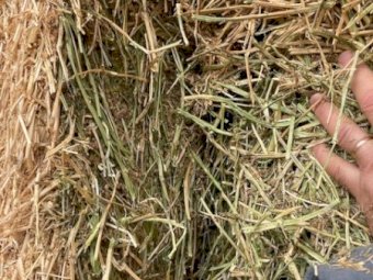 105mt Lucerne Hay 565kg 8x4x3 Bales