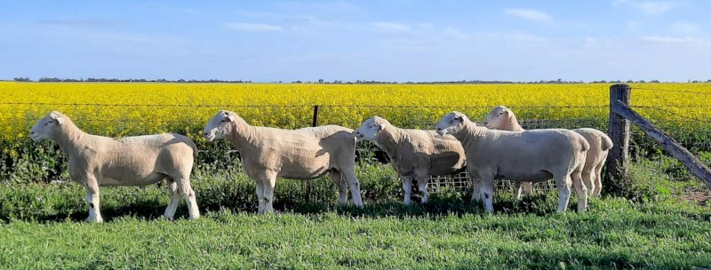 Greenview Dorset Stud Rams