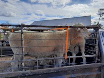 Greenview Dorset Stud Rams
