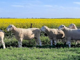 Greenview Dorset Stud Rams