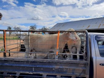 Greenview Dorset Stud Rams