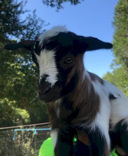 Miniature 39.1% pygmy bucklings ready mid Nov