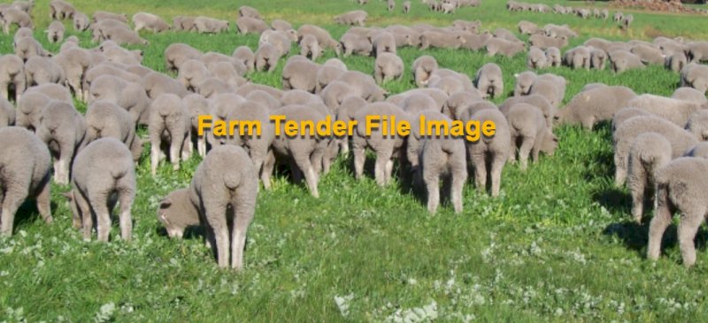 WANTED Agistment required for Lambs