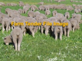 WANTED Agistment required for Lambs