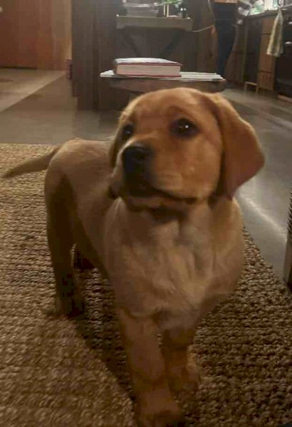Female Labrador Pup