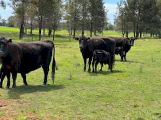 100 x Angus Beef Cows and Calves