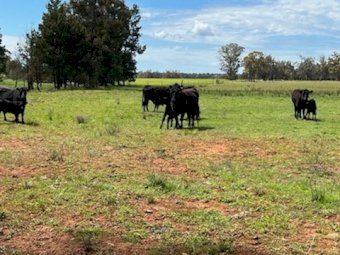 100 x Angus Beef Cows and Calves