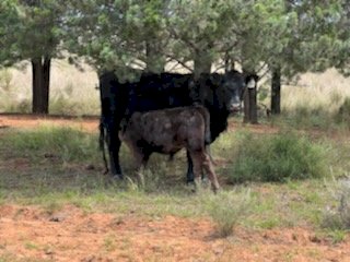 100 x Angus Beef Cows and Calves