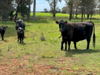 100 x Angus Beef Cows and Calves