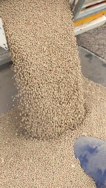 Field Peas Butler  No 1