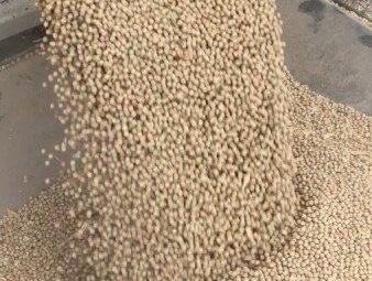 Field Peas Butler  No 1