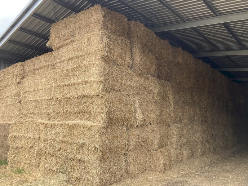 Organic Vetch grass mix