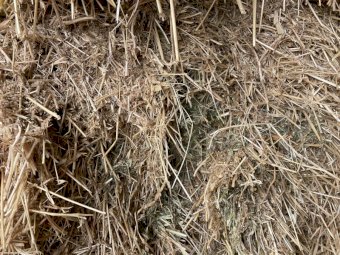 Organic Vetch grass mix