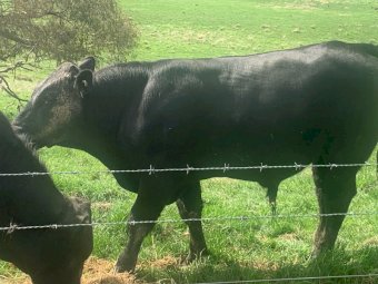 Chiangus Bull | Farm Tender