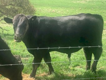 Bull For Sale 