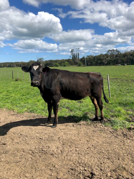 Friesian X Jersey Heifers (18m-2yo) x 8