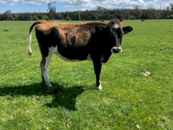 Friesian X Jersey Heifers (18m-2yo) x 8