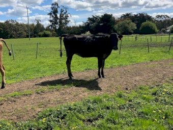 Friesian X Jersey Heifers (18m-2yo) x 8
