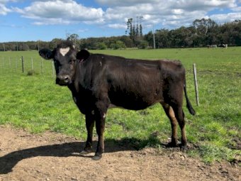Friesian X Jersey Heifers (18m-2yo) x 8