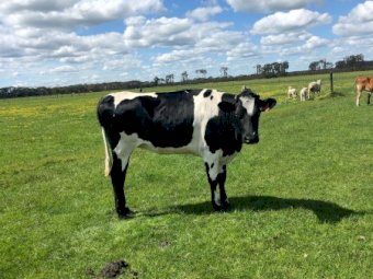 Friesian X Jersey Heifers (18m-2yo) x 8