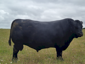 15 x 15mth-2.5yo HBR (Herd Book Recorded) ANGUS BULLS - From $6000 + GST