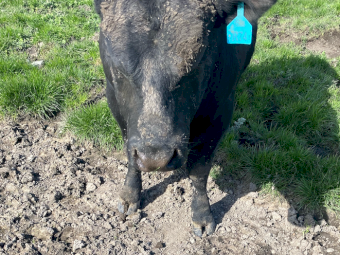 15 x 15mth-2.5yo HBR (Herd Book Recorded) ANGUS BULLS - From $6000 + GST
