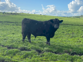 15 x 15mth-2.5yo HBR (Herd Book Recorded) ANGUS BULLS - From $6000 + GST