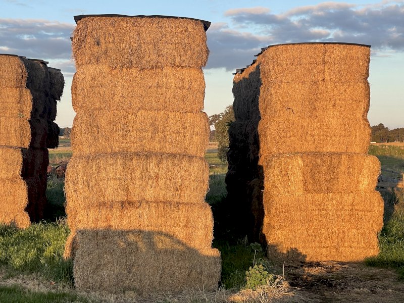 75mt Vetch Hay 500-520kg 8x4x3 Bales (150 Bales)