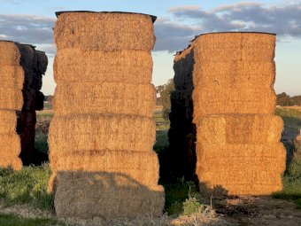 75mt Vetch Hay 500-520kg 8x4x3 Bales (150 Bales)