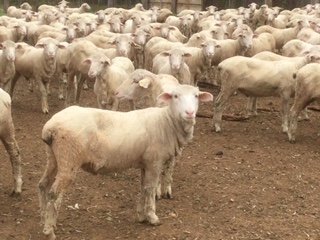Bogo Blood Pure Merino Wether Lambs x 170