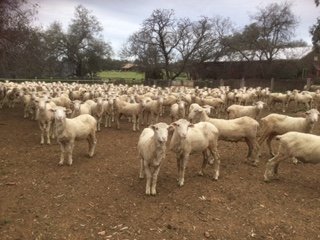 Bogo Blood Pure Merino Wether Lambs x 170