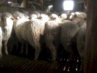 Bogo Blood Pure Merino Wether Lambs x 170