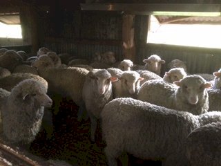 Bogo Blood Pure Merino Wether Lambs x 170