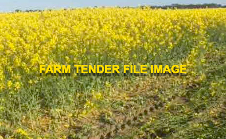 75mt Canola Hay 8x4x3 Bales