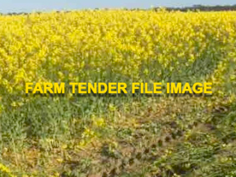 75mt Canola Hay 8x4x3 Bales